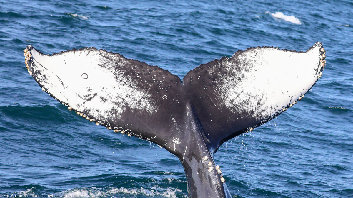 Fluke of CRC-21486