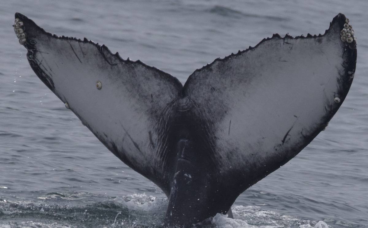 Fluke of CRC-21489