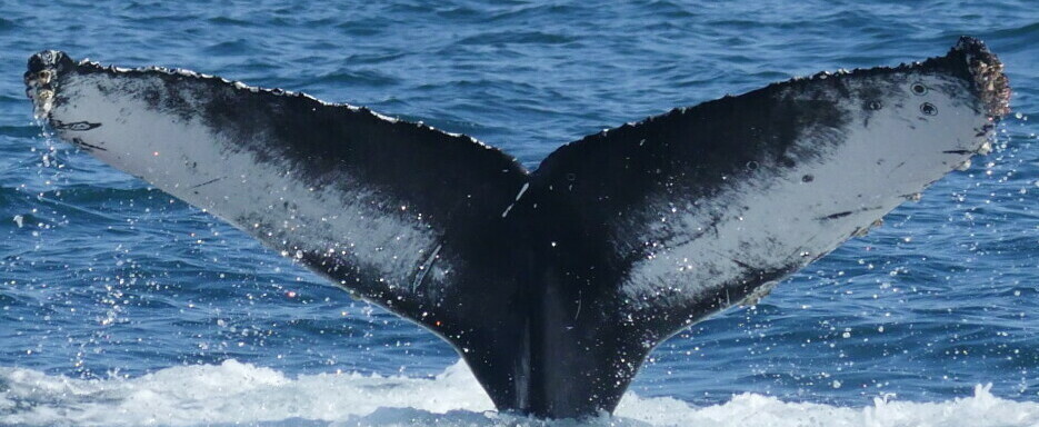 Fluke of CRC-21491