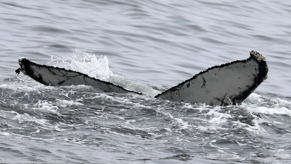 Fluke of CRC-22157