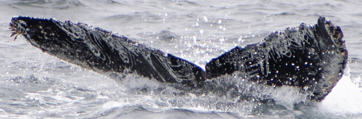 Fluke of CRC-21495