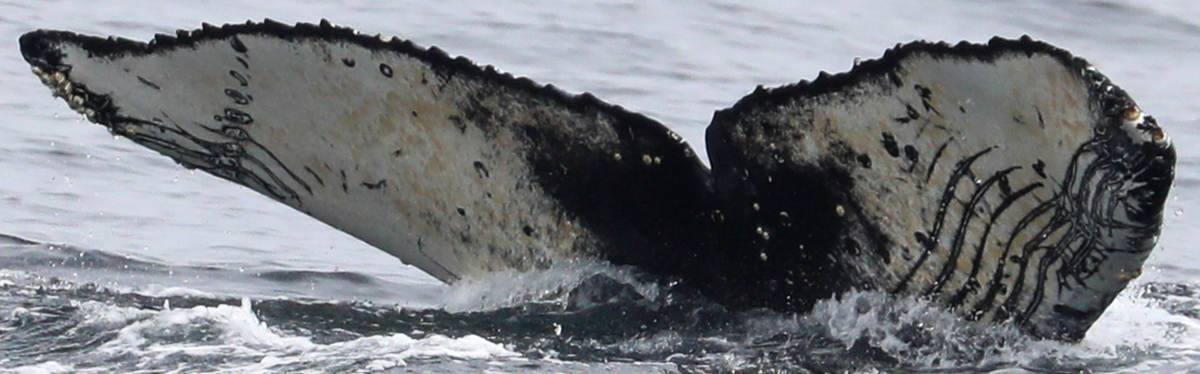 Fluke of CRC-21505