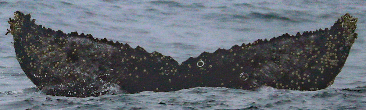 Fluke of CRC-21166