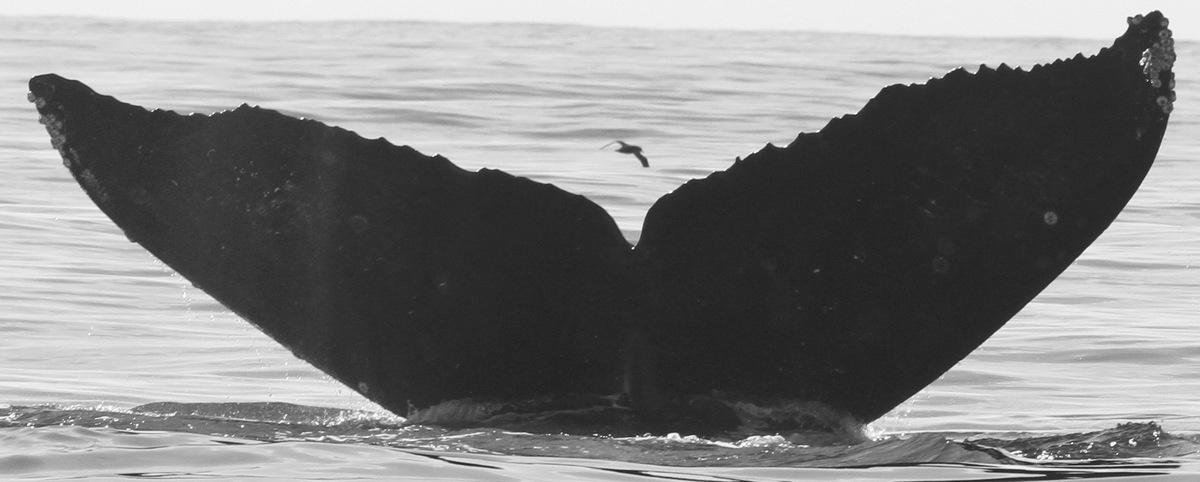Fluke of CRC-11284
