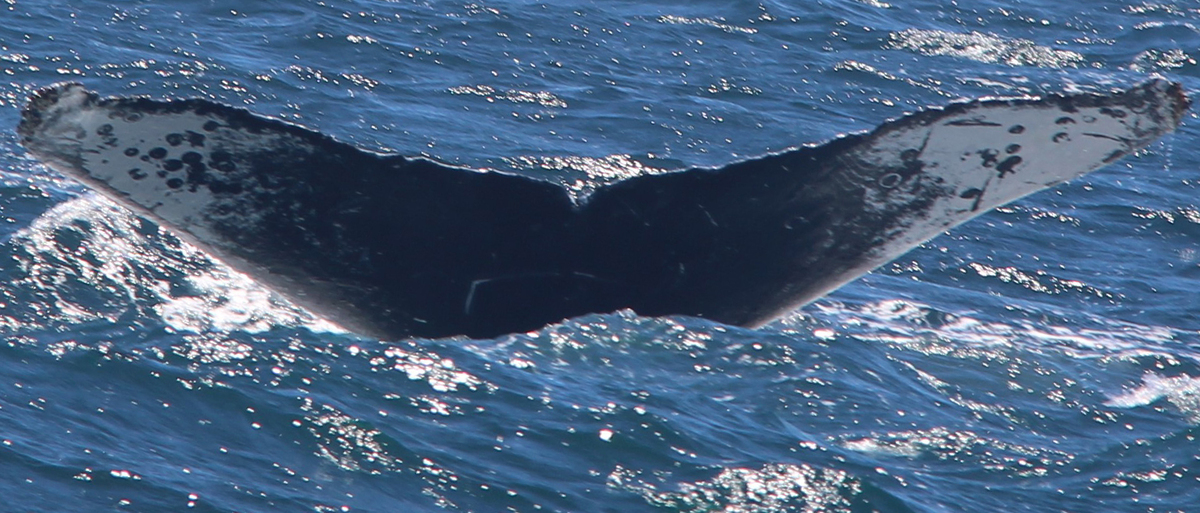 Fluke of CRC-15617