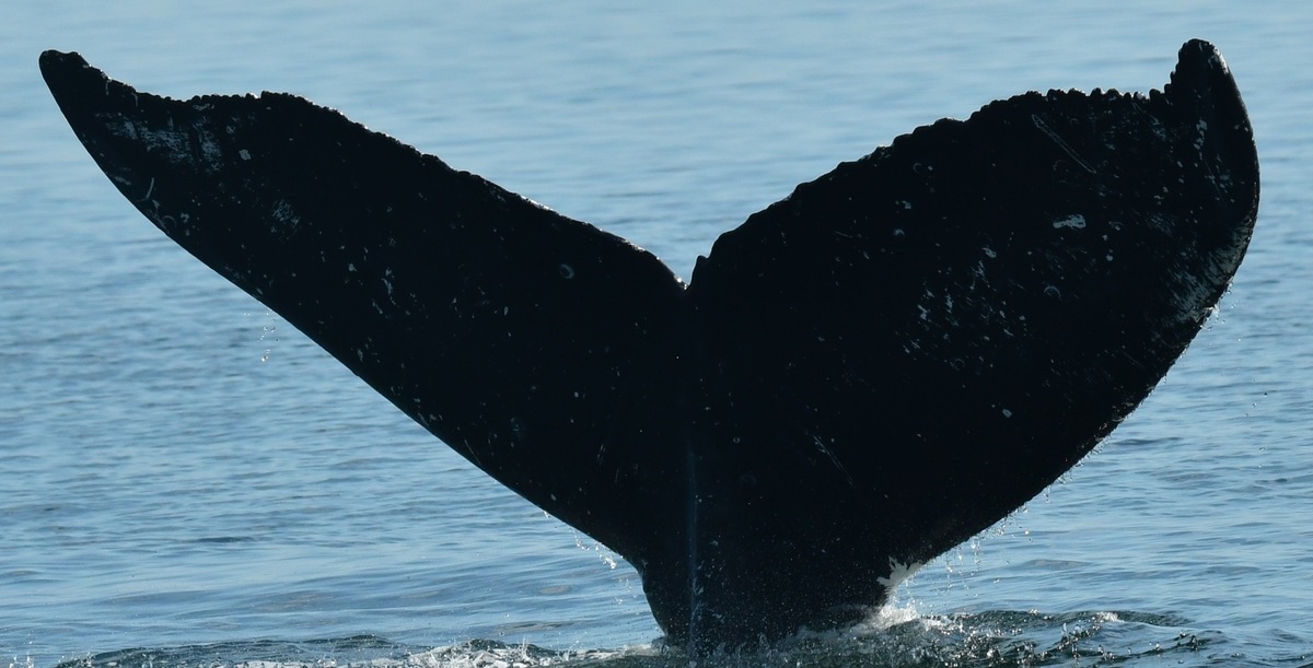 Fluke of HW-MN0401403