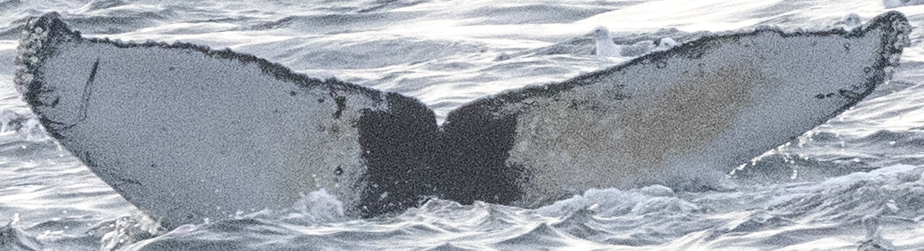Fluke of HW-MN0430148