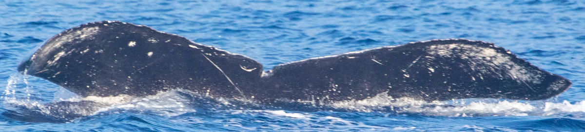 Fluke of HIHWNMS-2023-1-20_G01A08