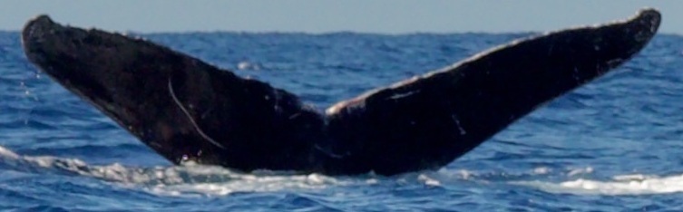 Fluke of HIHWNMS-2023-1-20_G01AO05