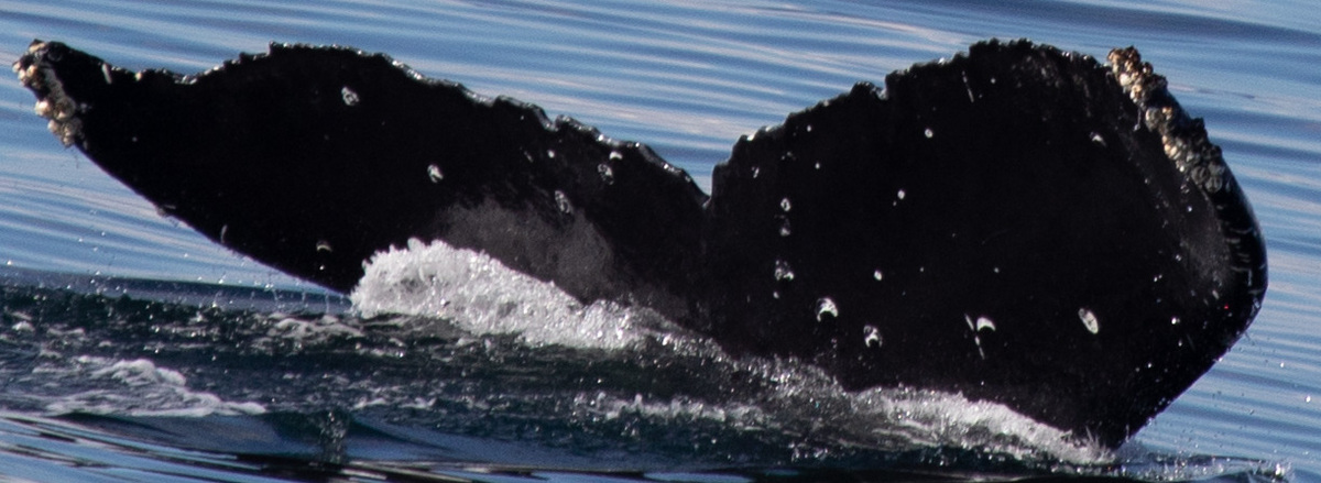 Fluke of HW-MN0401438