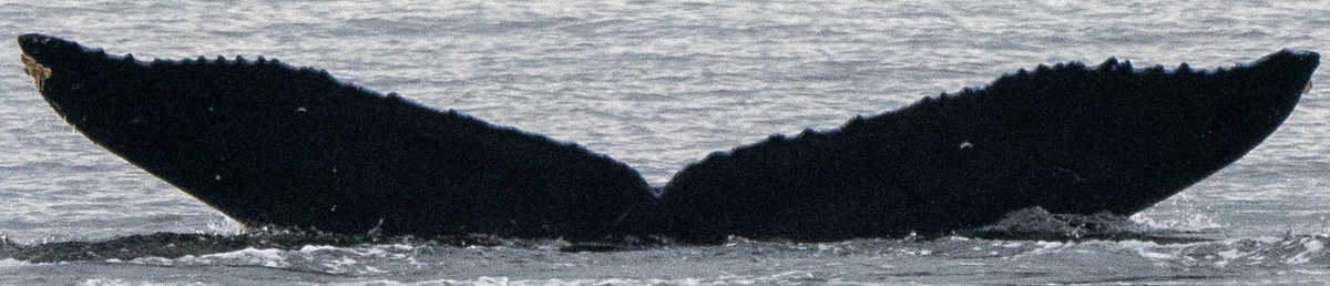 Fluke of HW-MN0401442