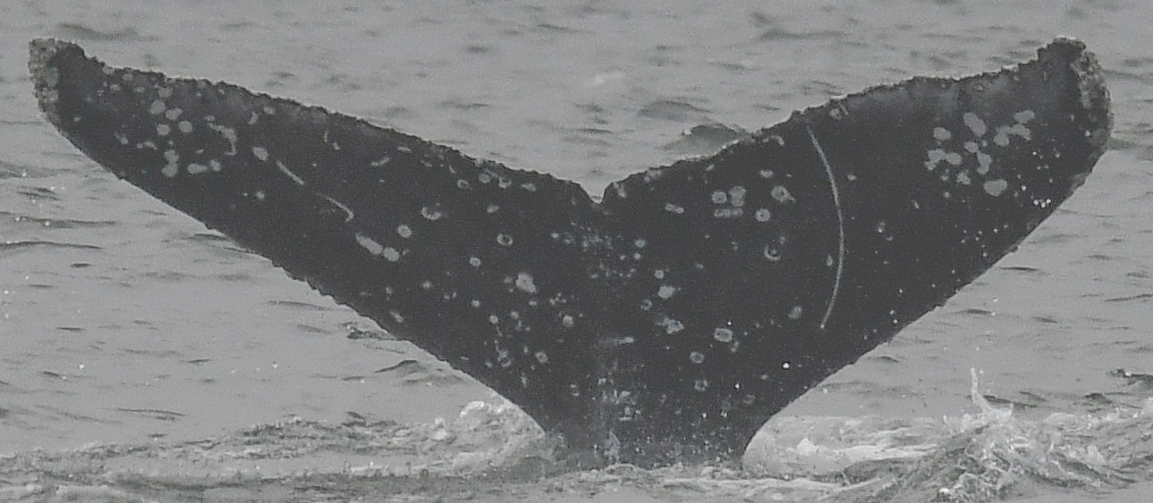 Fluke of Byrne (California)