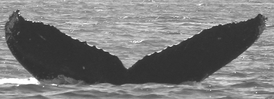 Fluke of CRC-10902