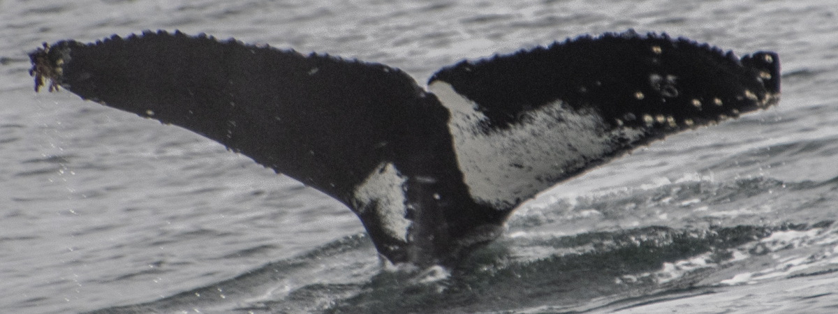 Fluke of Waterfall (California)