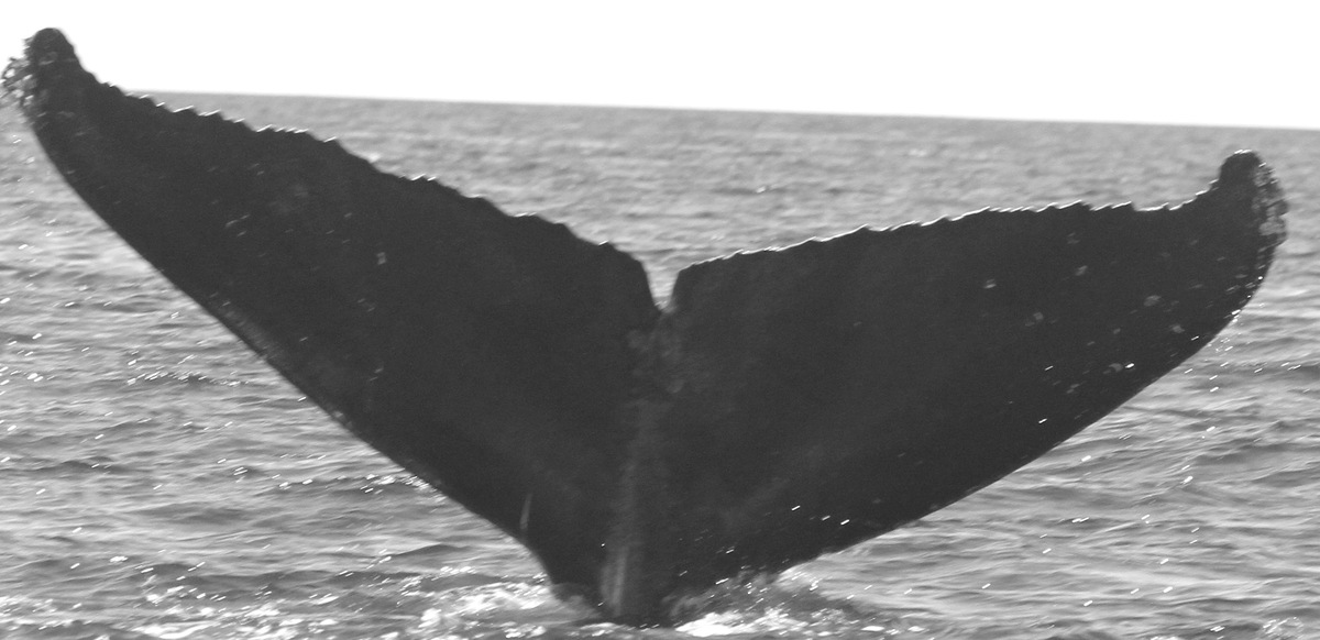 Fluke of Little Dipper's Mom