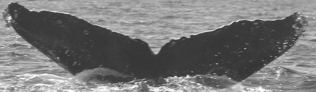 Fluke of Flat-top