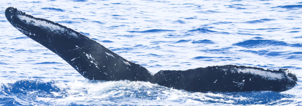 Fluke of HW-MN0443905