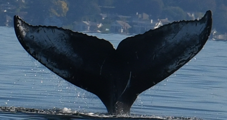 Fluke of Bagheera (Salish Sea)