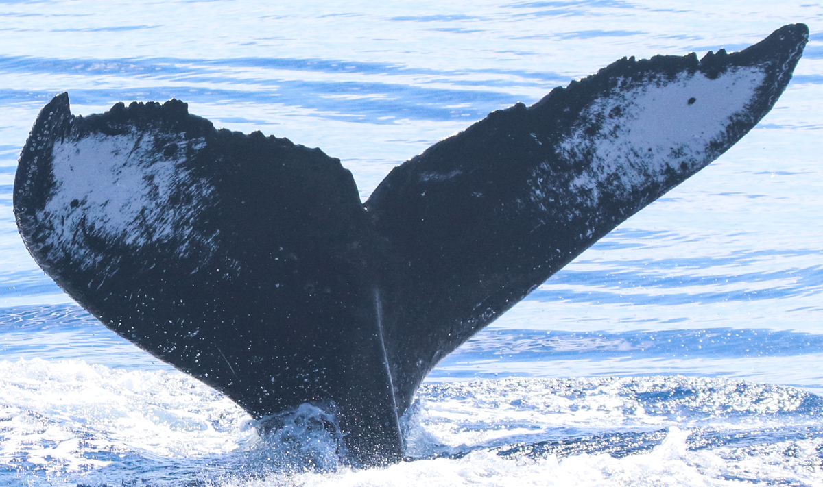 Fluke of SEAK-NMFS-LBD-20160804-1-086