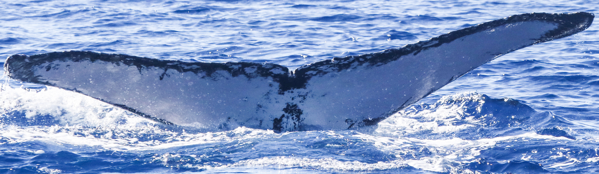 Fluke of HW-MN0443912