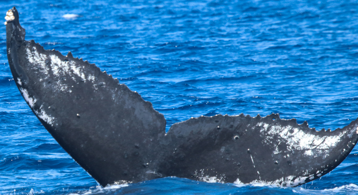 Fluke of HW-MN0443913