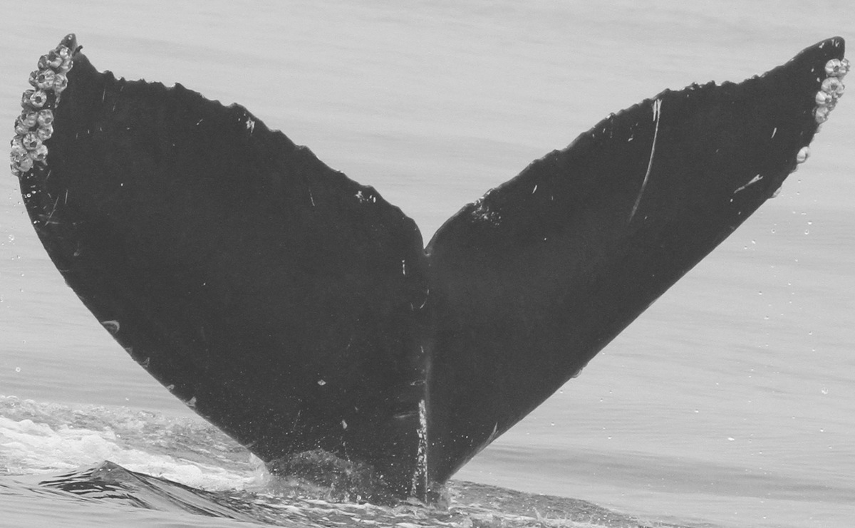 Fluke of CRC-15923