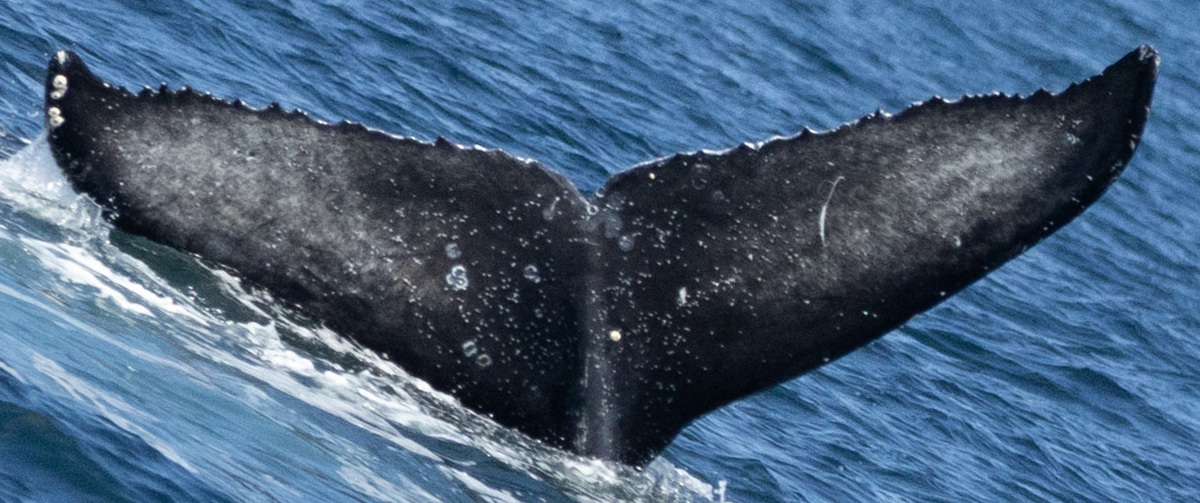 Fluke of 2022-2023 calf of CRC-11258