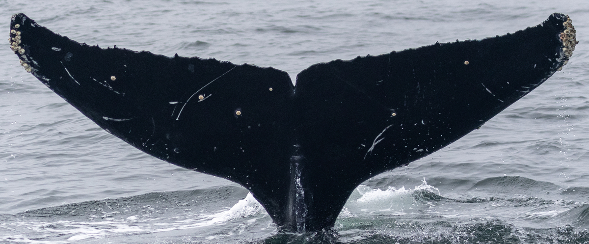 Fluke of CRC-21517