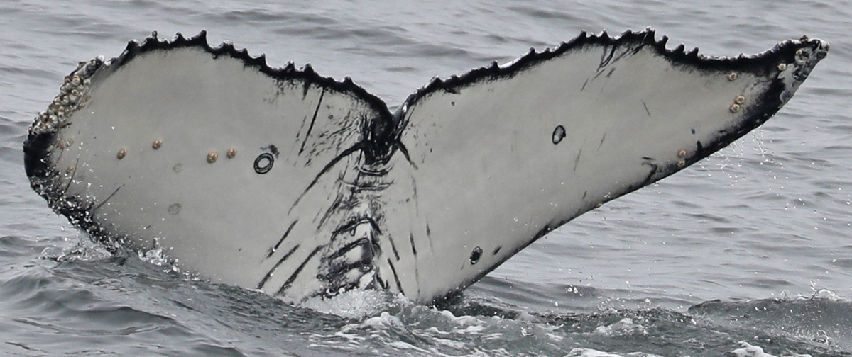 Fluke of CRC-21518
