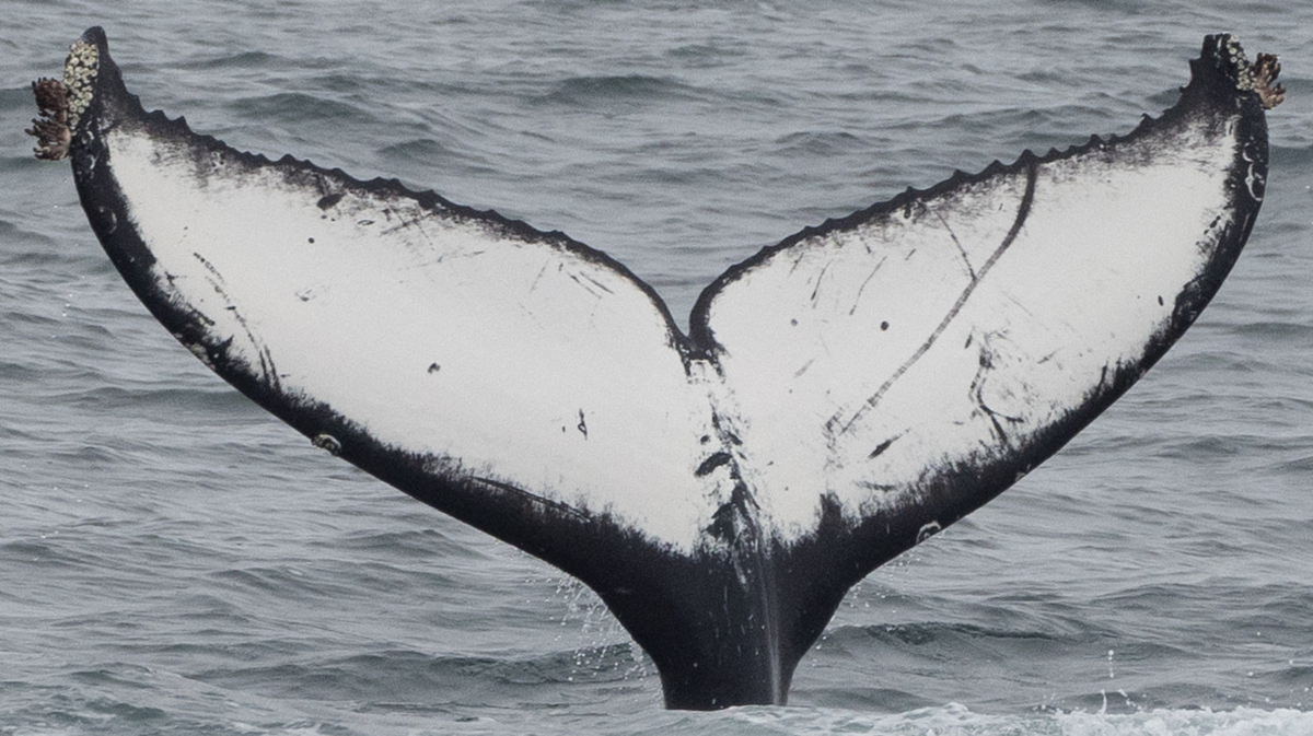 Fluke of CRC-21519