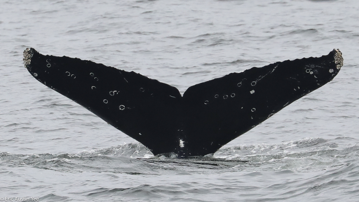Fluke of Motitas (Guerrero)