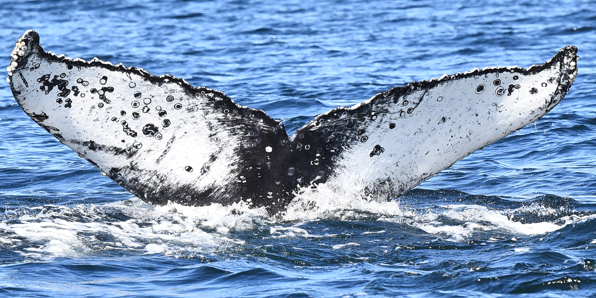 Fluke of Galaxia (Salish Sea)
