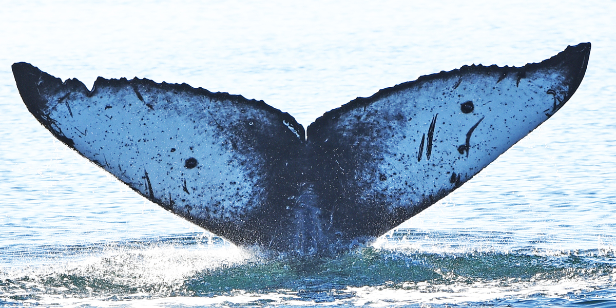Fluke of Fukurō (Salish Sea) aka 'tu'tu (BC)