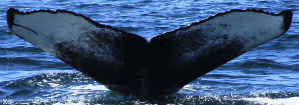 Fluke of Iota (Salish Sea)