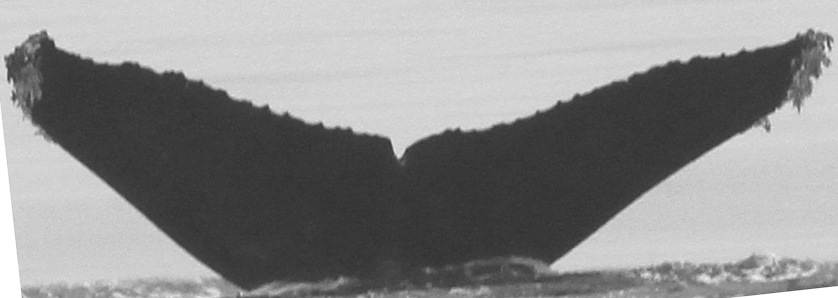 Fluke of CRC-9045