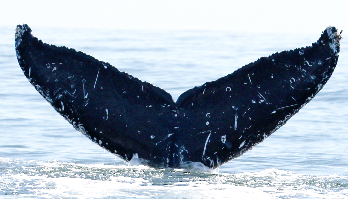 Fluke of CRC-15890