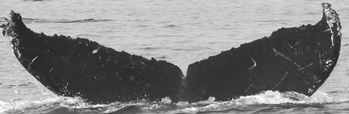 Fluke of CRC-11610