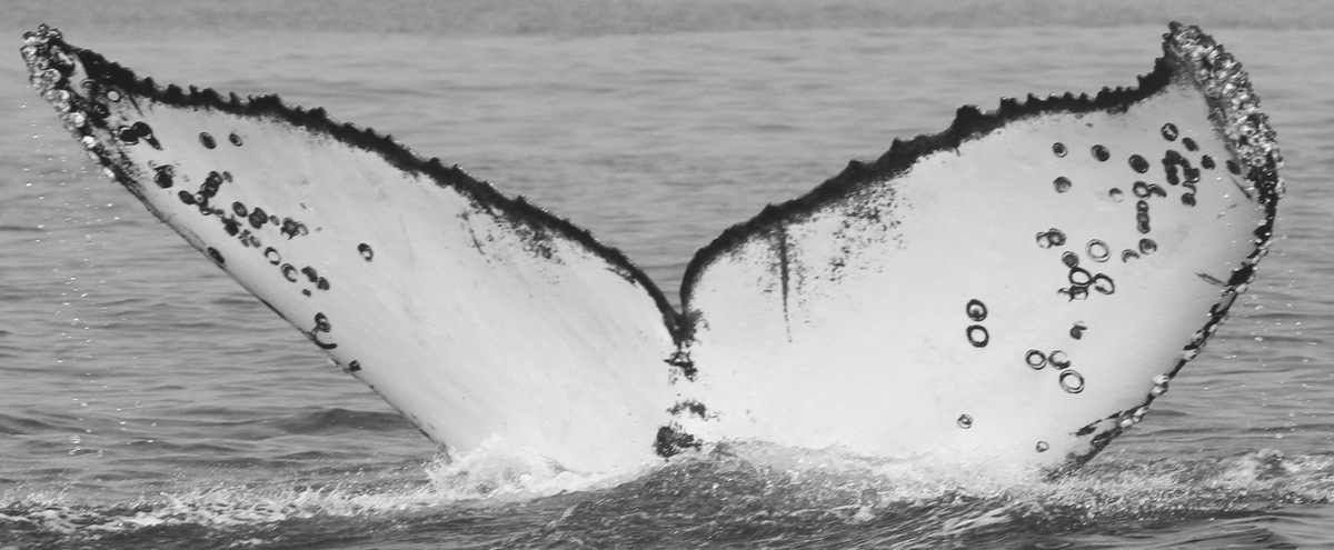 Fluke of CRC-15914