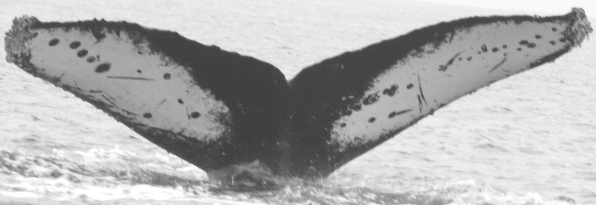 Fluke of CRC-10896