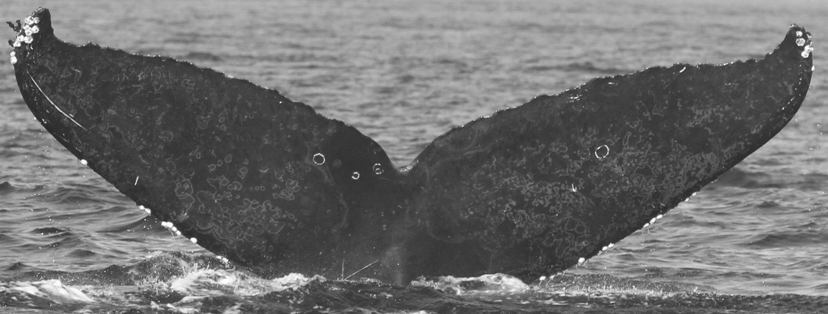 Fluke of CRC-11754