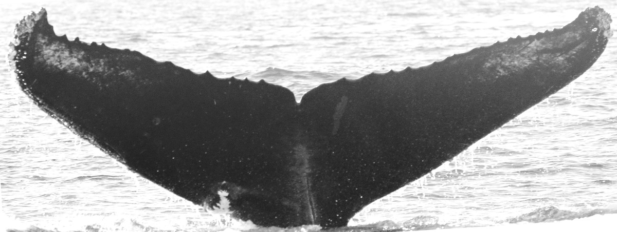 Fluke of CRC-12232