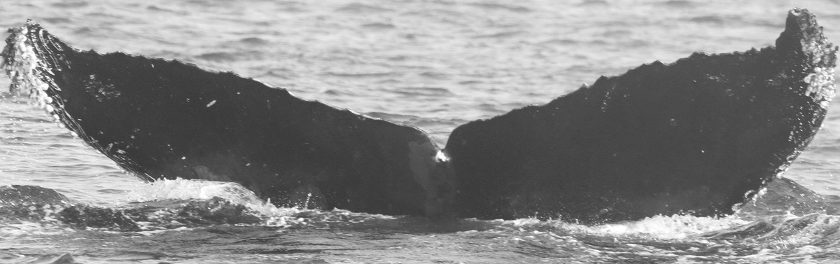 Fluke of CRC-10070