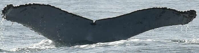 Fluke of HW-MN1304213