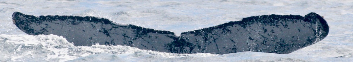 Fluke of HW-MN1304237