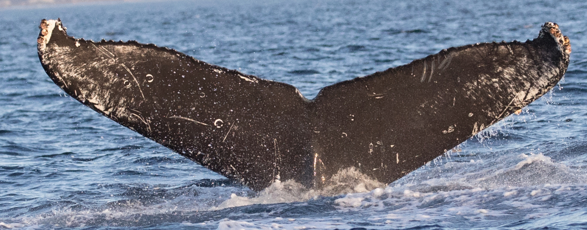 Fluke of CRC-15857
