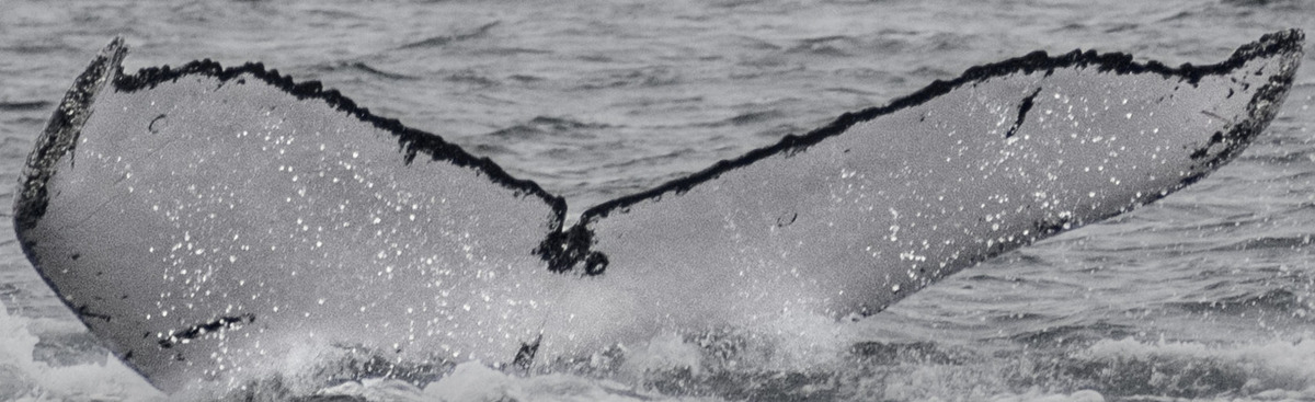 Fluke of HW-MN1304367