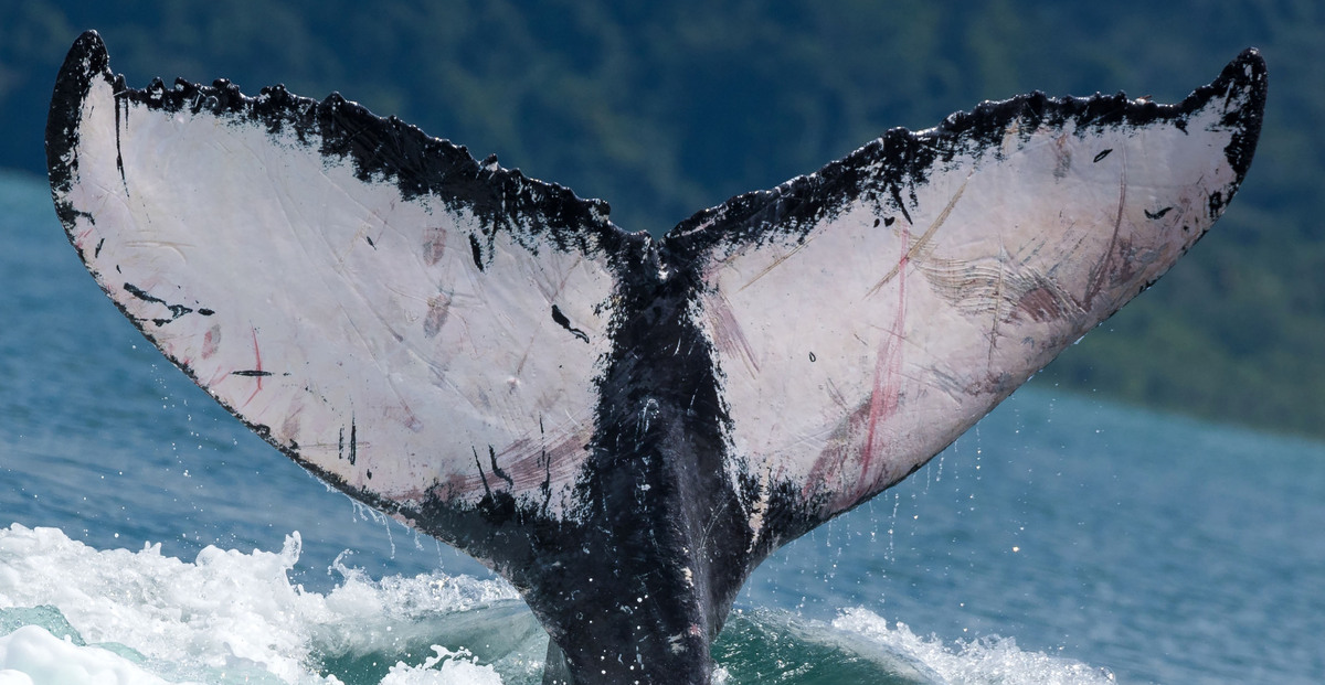Fluke of HW-MN1304438