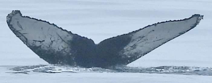 Fluke of CRC-21524