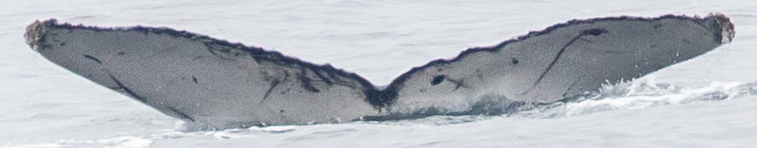 Fluke of CRC-21527