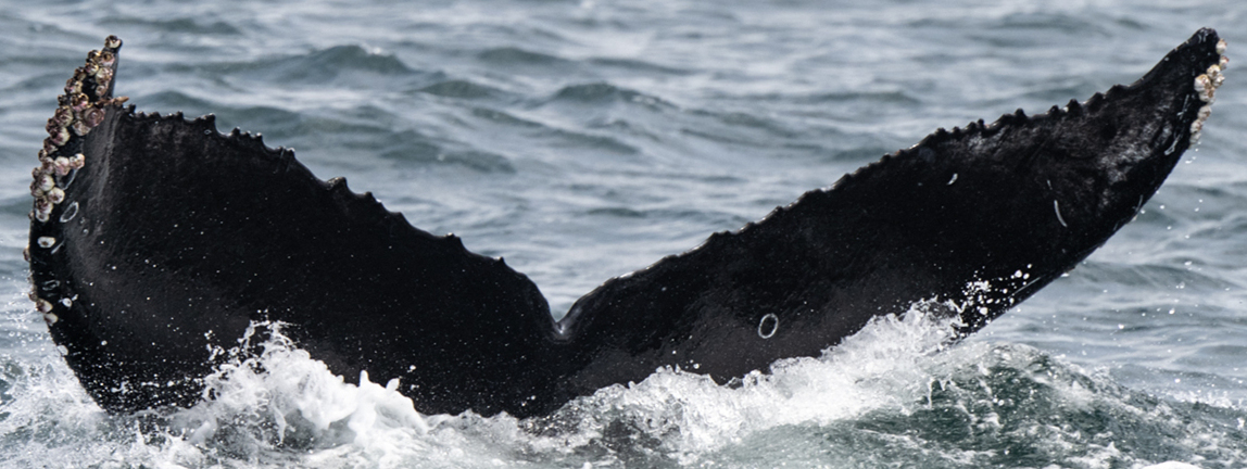 Fluke of CRC-21528